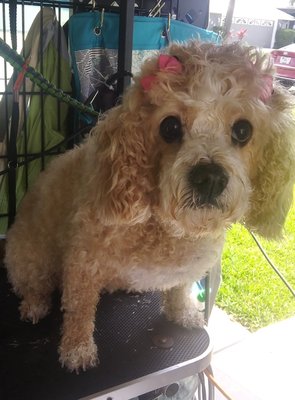 Mobile Grooming - this is ginger she is a client of mine and she is a catapoo and she's just the most beautiful dog thank you friend for allowing me to be your groomer Mobile Grooming - this is ginger she is a client of mine and she is a catapoo and she's just the most beautiful dog thank you friend for allowing me to be your groomer
