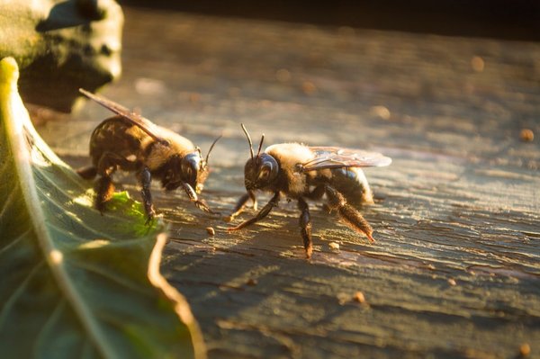 Bee Infestation - Bees are intelligent insects when it comes to protecting their queen and making honey, but they're not so smart about staying away from your home. If you need bee extermination services, depend on the Prestige Termite Solutions team.