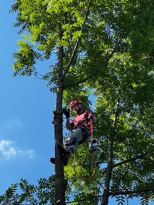 BUSH/TREE TRIMMING - Too much shade and not enough sunlight? Are your trees looking a bit sad? Do you have bushes in need of some love? Kings Tree Service has you covered! Let’s make your dream yard come true. 🏡🙌 BUSH/TREE TRIMMING - Too much shade and not enough sunlight? Are your trees looking a bit sad? Do you have bushes in need of some love? Kings Tree Service has you covered! Let’s make your dream yard come true. 🏡🙌