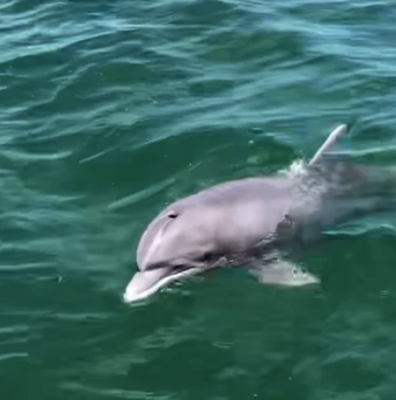 JELLYFISH OFFSHORE CHARTERS - Updated May 2024 - 15 Photos - 322