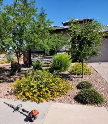 Blossom - This Client Wanted There Front Property Back In Shape Before HOA Fined Them, We Took Care Of Their Needs And Clean It Up Blossom - This Client Wanted There Front Property Back In Shape Before HOA Fined Them, We Took Care Of Their Needs And Clean It Up