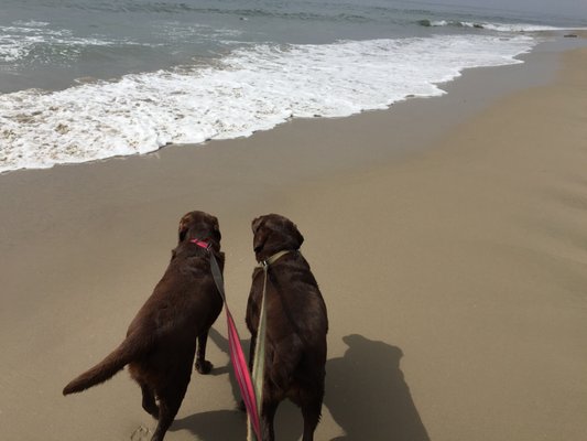 PamperPet Dog Walking Adventures - At PamperPet we walk your dog with safety in mind always, focusing on a brisk pace and lots of positive reinforcement and fun. PamperPet Dog Walking Adventures - At PamperPet we walk your dog with safety in mind always, focusing on a brisk pace and lots of positive reinforcement and fun.