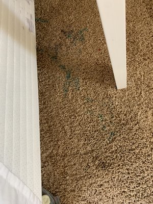 Carpet Cleaning in Santa Rosa, CA! 7/23/21 - This was a very effective stain removal we did and the client was very happy with our work Carpet Cleaning in Santa Rosa, CA! 7/23/21 - This was a very effective stain removal we did and the client was very happy with our work