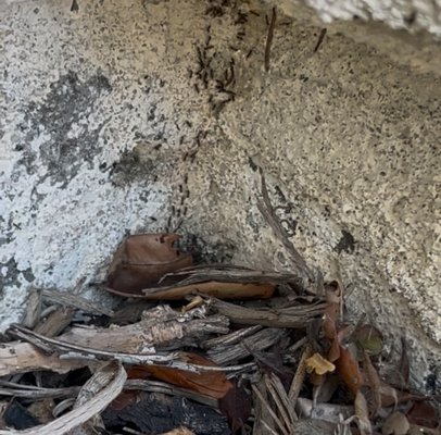 Ants in your pants, or in your kitchen! - Where Do Ants Come From and Why DIY Products Stop Working!
It’s one of the most common questions we hear: “Where did these ants come from?!”
The truth is, ants don’t just appear out of nowhere. They’re masters at finding ways inside your home through hidden entry points like cracks in the foundation, under the slab, around pipes, or even through electrical outlets. Once they discover food or water, they leave behind a scent trail, basically a map that guides the rest of the colony straight to the source.
And here’s the tricky part: even when you think you’ve gotten rid of them, that trail can remain for future colonies to follow.
Why DIY Products Don’t Cut It
Many homeowners start with store-bought sprays or baits. Sometimes they seem to work, especially in the beginning. But over time, ants develop resistance to those products. That means what may have worked before often stops working altogether.
Even more challenging, DIY sprays often make professional treatments harder. These products affect ants’ nervous systems and confuse them, disrupting their normal patterns. This makes it harder for pest control operators to track colonies and effectively eliminate them. In other words, trying to “spot fix” the problem with over-the-counter sprays can actually set back the process of real, lasting control.
How Professional Pest Control Makes the Difference
This is where professional pest control operators step in. We use advanced products and strategies that are designed not only to kill the ants you see , but also to eliminate the satellite colonies and the queens , stopping the problem at its source.
Operators also have a keen eye for locating the origins of colonies. While it’s not always possible to pinpoint them perfectly, experience and training give professionals a major advantage in identifying where the ants are coming from and how to cut off their access.
Our treatments also address those lingering scent trails. If you’re not on a service plan, a new colony in the yard can march right over the old trail and start the cycle all over again. With ongoing service, those trails are broken down and monitored, keeping new colonies from using them as a roadmap into your home.
The Long-Term Solution
Ant infestations are frustrating, and we understand why so many homeowners ask, “Where did they come from?” The answer is simple: ants are always looking for a way in. But the solution isn’t just spraying the ones you see, it’s about removing the colony, disrupting the trails, and keeping your home protected with a consistent plan.
That’s why staying on a professional service plan is the most effective long-term solution. You get peace of mind knowing that we’re not just solving today’s problem, we’re preventing tomorrow’s too. Ants in your pants, or in your kitchen! - Where Do Ants Come From and Why DIY Products Stop Working!
It’s one of the most common questions we hear: “Where did these ants come from?!”
The truth is, ants don’t just appear out of nowhere. They’re masters at finding ways inside your home through hidden entry points like cracks in the foundation, under the slab, around pipes, or even through electrical outlets. Once they discover food or water, they leave behind a scent trail, basically a map that guides the rest of the colony straight to the source.
And here’s the tricky part: even when you think you’ve gotten rid of them, that trail can remain for future colonies to follow.
Why DIY Products Don’t Cut It
Many homeowners start with store-bought sprays or baits. Sometimes they seem to work, especially in the beginning. But over time, ants develop resistance to those products. That means what may have worked before often stops working altogether.
Even more challenging, DIY sprays often make professional treatments harder. These products affect ants’ nervous systems and confuse them, disrupting their normal patterns. This makes it harder for pest control operators to track colonies and effectively eliminate them. In other words, trying to “spot fix” the problem with over-the-counter sprays can actually set back the process of real, lasting control.
How Professional Pest Control Makes the Difference
This is where professional pest control operators step in. We use advanced products and strategies that are designed not only to kill the ants you see , but also to eliminate the satellite colonies and the queens , stopping the problem at its source.
Operators also have a keen eye for locating the origins of colonies. While it’s not always possible to pinpoint them perfectly, experience and training give professionals a major advantage in identifying where the ants are coming from and how to cut off their access.
Our treatments also address those lingering scent trails. If you’re not on a service plan, a new colony in the yard can march right over the old trail and start the cycle all over again. With ongoing service, those trails are broken down and monitored, keeping new colonies from using them as a roadmap into your home.
The Long-Term Solution
Ant infestations are frustrating, and we understand why so many homeowners ask, “Where did they come from?” The answer is simple: ants are always looking for a way in. But the solution isn’t just spraying the ones you see, it’s about removing the colony, disrupting the trails, and keeping your home protected with a consistent plan.
That’s why staying on a professional service plan is the most effective long-term solution. You get peace of mind knowing that we’re not just solving today’s problem, we’re preventing tomorrow’s too.