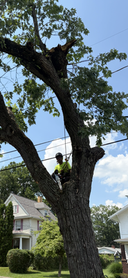 Tree Removal for Electrical Hazard - This removal was done for a property management company that had a large limb on a tree fall onto the power line during a storm. Good Orderly Direction LLC tree experts removed the tree safely and were able to help the management company to get power back to their tenant within 24 hours. Tree Removal for Electrical Hazard - This removal was done for a property management company that had a large limb on a tree fall onto the power line during a storm. Good Orderly Direction LLC tree experts removed the tree safely and were able to help the management company to get power back to their tenant within 24 hours.