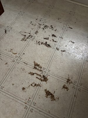 Tough stain - Bathroom floor go through a lot. Book your deep clean, move out today! Tough stain - Bathroom floor go through a lot. Book your deep clean, move out today!
