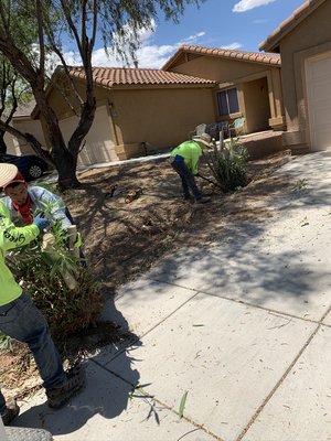 Stump tree removal - Stump tree removal Stump tree removal - Stump tree removal