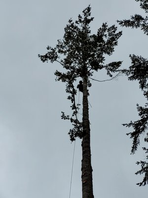 tree removal in nort bend - this tree was dangerous tree removal in nort bend - this tree was dangerous