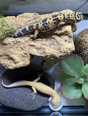 My Reptiles - I love animals and for the past few years, I’ve changed over from having fish tanks to reptiles. I started by adopting Lela, a brown and gold leopard gecko from Pet Smart for my daughter and ended up taking her home along with a surrendered albino, yellow and pink one named Sunny for myself. After a while, we let them cohabitate. They got along well and mated and Leila laid 8 batches of eggs. Half of her clutches were viable, and they all grew into healthy geckos that ended up getting adopted through Greenhill or donated to teachers for their classrooms. In the fall of 2024, I got a veiled chameleon and named him Pollock. His father is orange and turquoise so we’ll see what colors he turns out to be over the next year. My Reptiles - I love animals and for the past few years, I’ve changed over from having fish tanks to reptiles. I started by adopting Lela, a brown and gold leopard gecko from Pet Smart for my daughter and ended up taking her home along with a surrendered albino, yellow and pink one named Sunny for myself. After a while, we let them cohabitate. They got along well and mated and Leila laid 8 batches of eggs. Half of her clutches were viable, and they all grew into healthy geckos that ended up getting adopted through Greenhill or donated to teachers for their classrooms. In the fall of 2024, I got a veiled chameleon and named him Pollock. His father is orange and turquoise so we’ll see what colors he turns out to be over the next year.