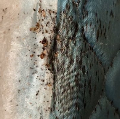 Bed Bud Removal - Bed bugs are insects and, as such, they have three body regions (head, thorax, and abdomen), six legs, and a pair of antennae. Bed bugs have piercing-sucking mouthparts that they use to pierce the skin and then suck up blood (that’s their only source of food and water). All bed bugs are wingless. They don’t fly or jump.
Bed bugs are small, but most people can see them with the naked eye. Bed bugs tend to be somewhat flat and oval shaped. Recently fed bed bugs are swollen, rounded, and elongated, but they generally stay hidden when digesting their food (blood).
Bed bugs have three distinct life stages: egg, nymph, and adult. After emerging from the egg, a young bed bug goes through 5 nymphal stages before its final molt to the adult stage. Adult insects no longer molt. In this photo, the two adults are labelled, and the remainder are nymphs of various stages. Bed Bud Removal - Bed bugs are insects and, as such, they have three body regions (head, thorax, and abdomen), six legs, and a pair of antennae. Bed bugs have piercing-sucking mouthparts that they use to pierce the skin and then suck up blood (that’s their only source of food and water). All bed bugs are wingless. They don’t fly or jump.
Bed bugs are small, but most people can see them with the naked eye. Bed bugs tend to be somewhat flat and oval shaped. Recently fed bed bugs are swollen, rounded, and elongated, but they generally stay hidden when digesting their food (blood).
Bed bugs have three distinct life stages: egg, nymph, and adult. After emerging from the egg, a young bed bug goes through 5 nymphal stages before its final molt to the adult stage. Adult insects no longer molt. In this photo, the two adults are labelled, and the remainder are nymphs of various stages.