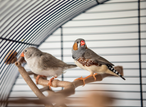 Small Animal Visits - We offer a wide variety of services for small animals. When you are away, Fetch! will give you peace of mind to know your animals are taken care of and loved. Give us a call today to discuss your animals, needs and what options we have for you! Small Animal Visits - We offer a wide variety of services for small animals. When you are away, Fetch! will give you peace of mind to know your animals are taken care of and loved. Give us a call today to discuss your animals, needs and what options we have for you!