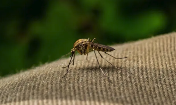 Mosquitoes, Fleas & Ticks - Protect your family and pets from dangerous outdoor pests. Our comprehensive yard treatment program eliminates mosquitoes, fleas, and ticks so you can safely enjoy your outdoor spaces all season long.

Mosquitoes & ticks carry West Nile, Zika, Lyme disease, and more
Fleas cause severe allergies and can make pets anemic
Your outdoor living spaces become unusable
