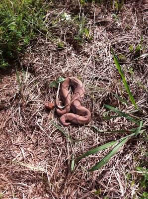 Snake Control - Snake Removal Services - Snake Control services includes removal (searching), habitat modification suggestions and snake repellent services. we do all that can be done to prevent snakes from staying in your yard. Snake Control - Snake Removal Services - Snake Control services includes removal (searching), habitat modification suggestions and snake repellent services. we do all that can be done to prevent snakes from staying in your yard.