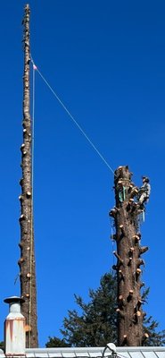 spruce removal - Removal of two large spruce trees only feet away from homes. spruce removal - Removal of two large spruce trees only feet away from homes.