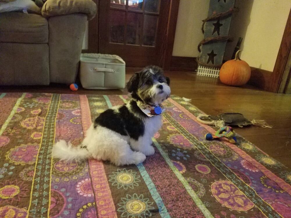 chocolate avenue grooming salon