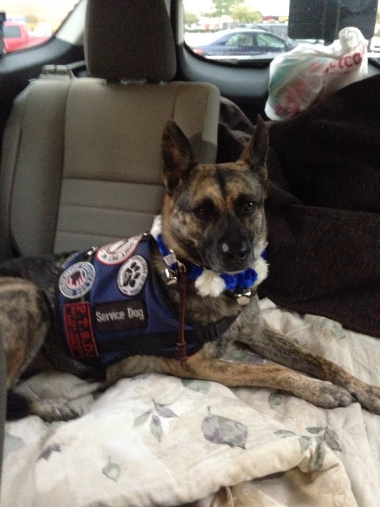 petco on 1960 and veterans memorial