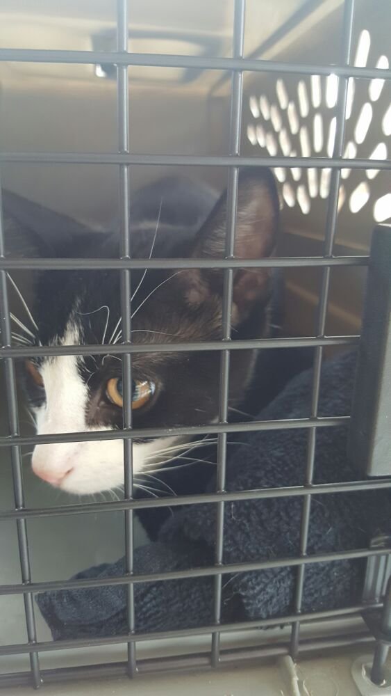 the cat doctor new hyde park