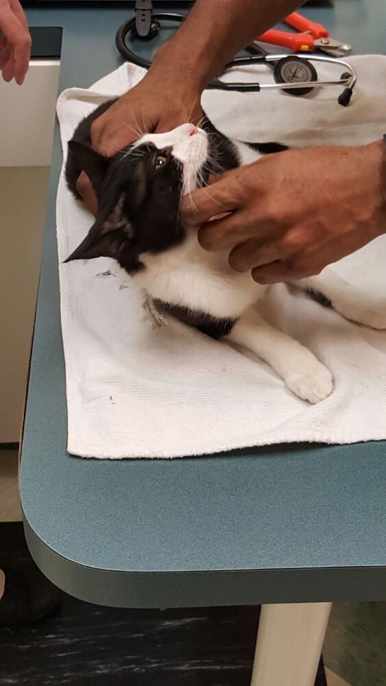 the cat doctor new hyde park