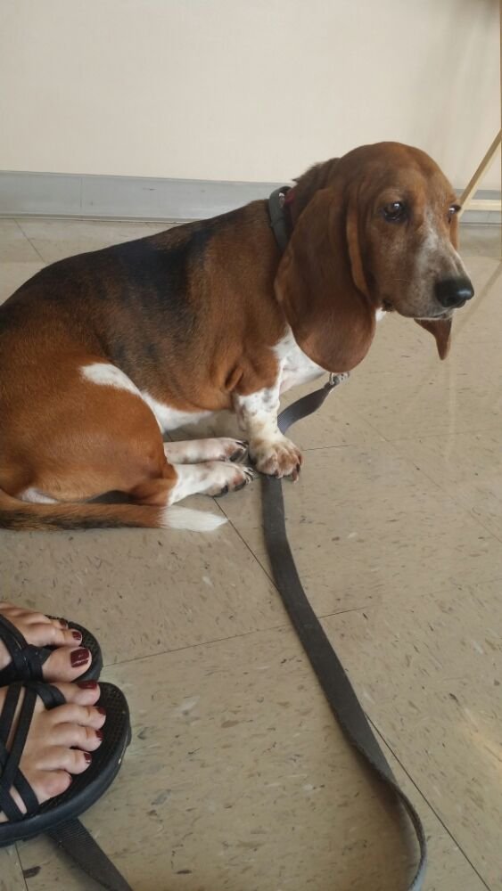 Animal Emergency Of Gainesville Veterinarians 275 Pearl Nix Pkwy Gainesville Ga Phone Number Yelp