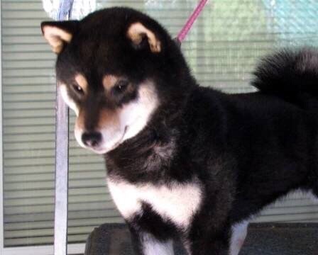 morningstar river shibas