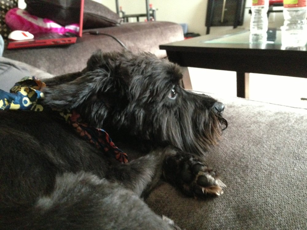 all paws dog grooming