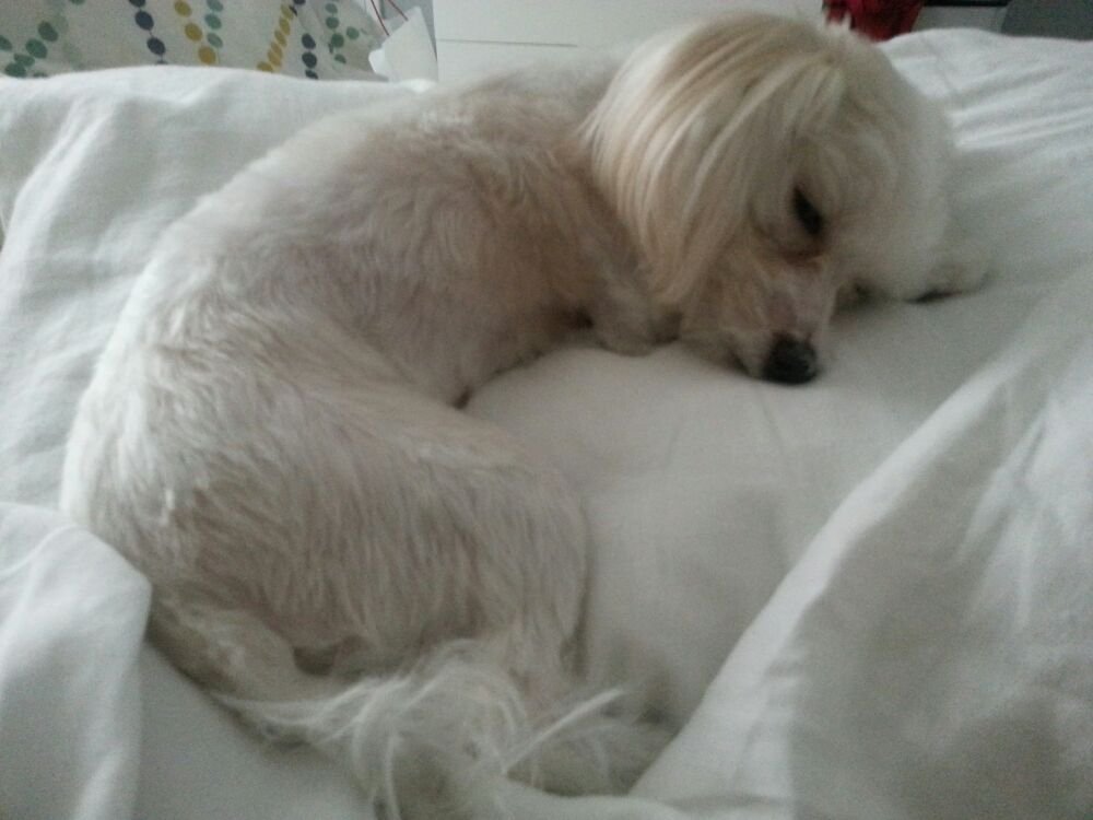 111 happy tails dog grooming