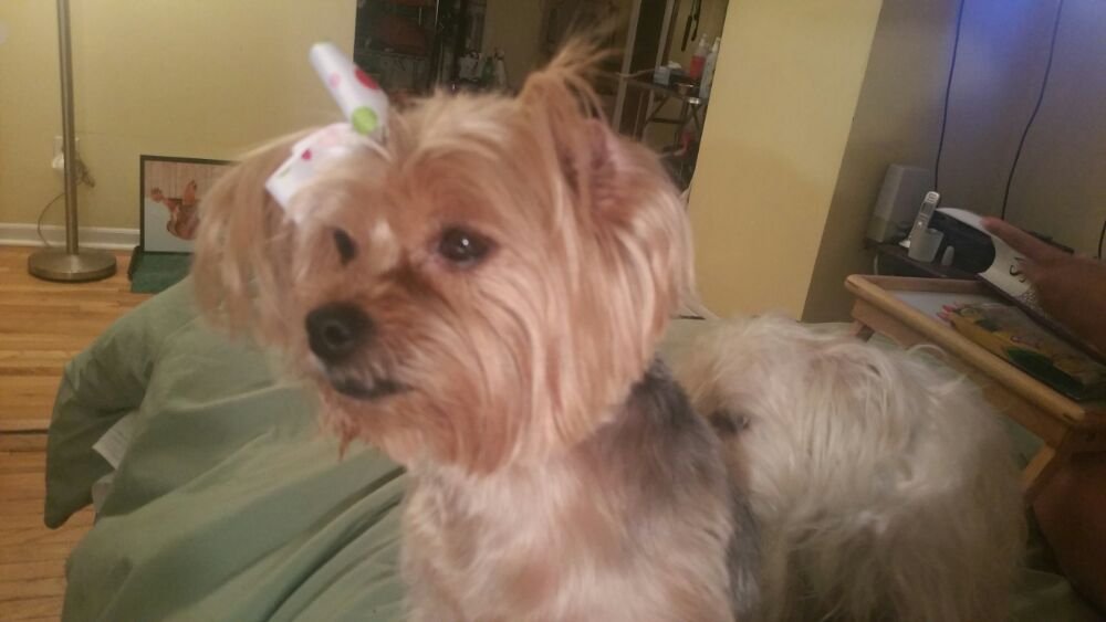 glamour pet salon & spa