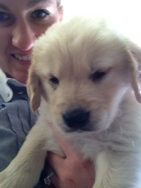 puppy store on dale mabry