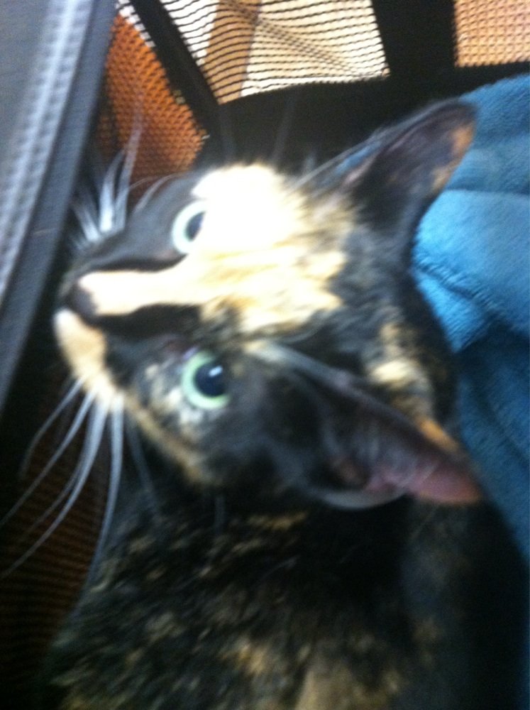 banfield waterford lakes