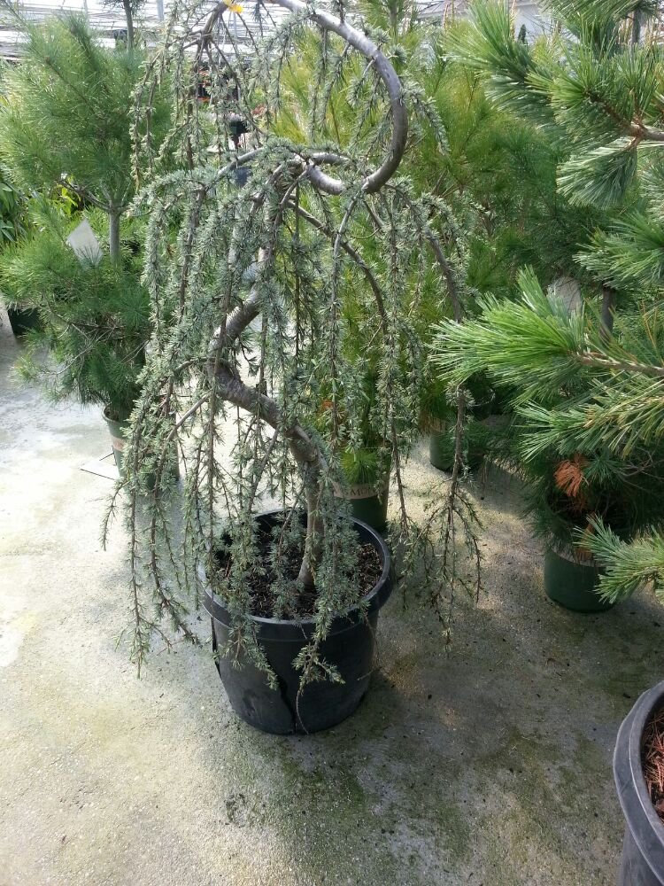 The Family Tree Garden Center 16 Photos 21 Reviews Nurseries The Family Tree Garden Center 16