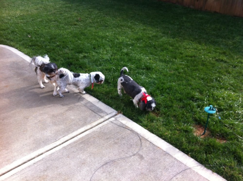 Pittsboro Animal Hospital Veterinarians 1065 East St Pittsboro Nc Phone Number Yelp